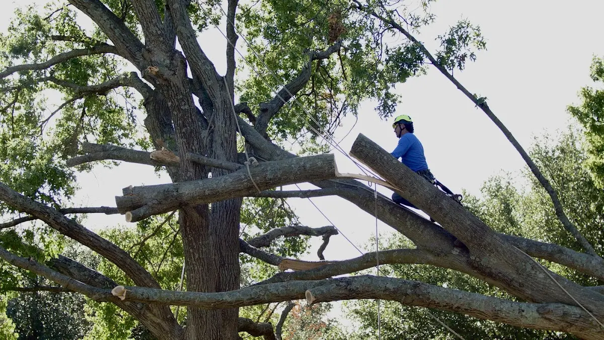 Professional Crown Thinning performed by certified arborists in Wayan