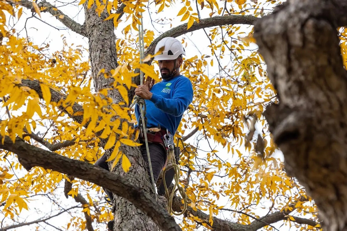 Skilled Storm Damage Cleanup crew working in Wayan